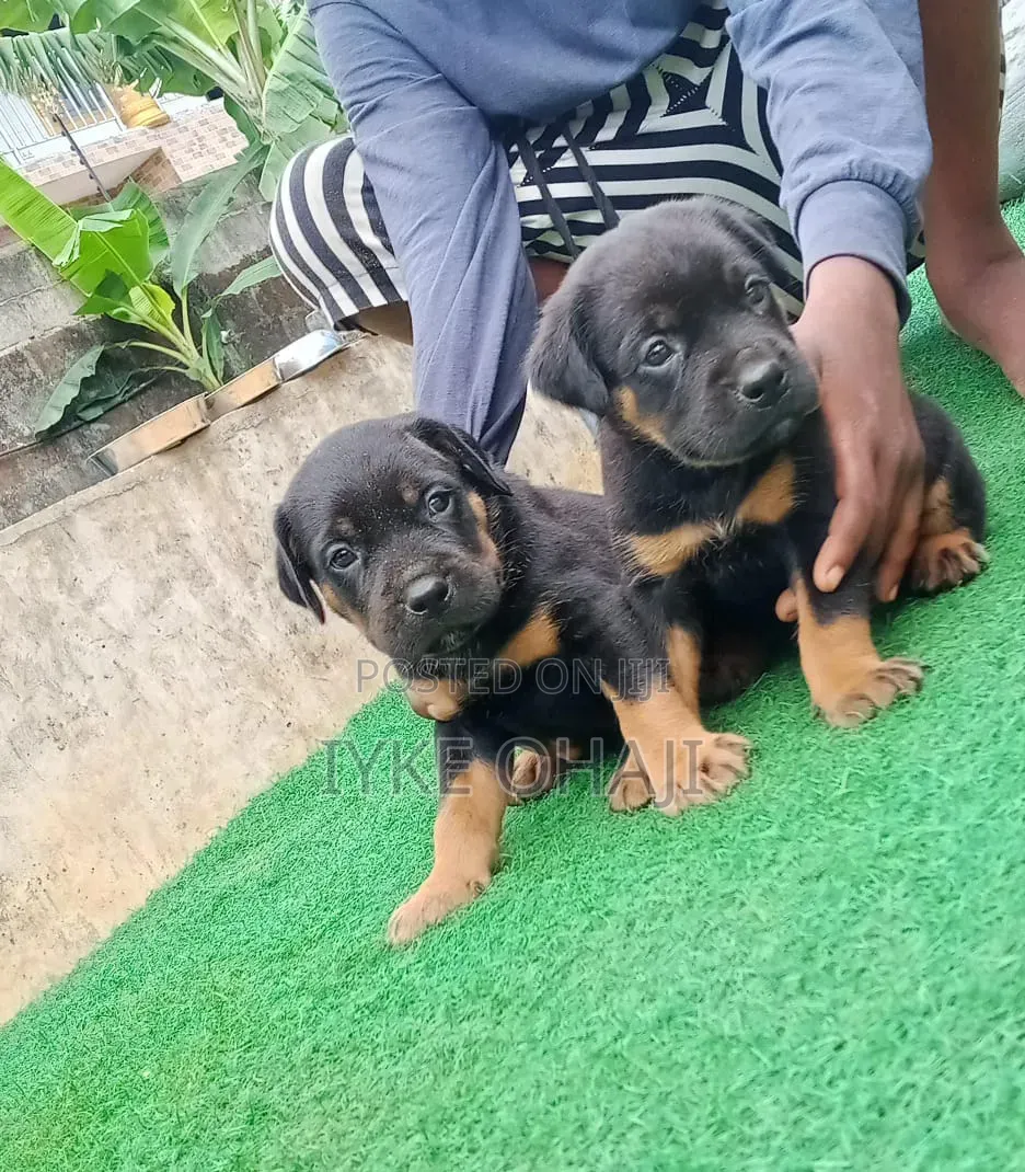 1-3 months Male Purebred Rottweiler