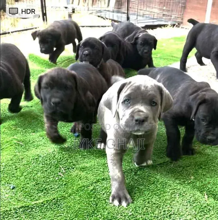 1-3 months Male Purebred Cane Corso