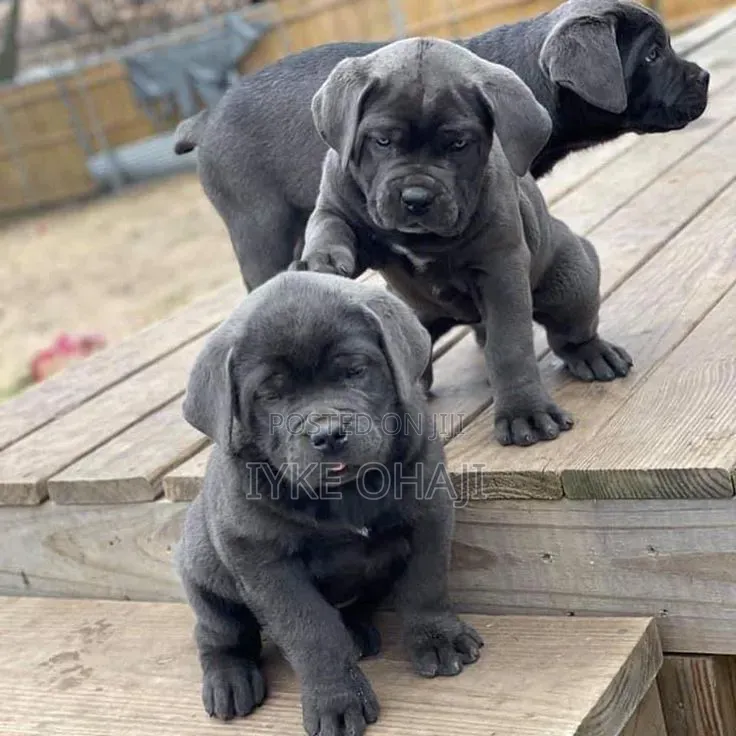 1-3 months Male Purebred Cane Corso