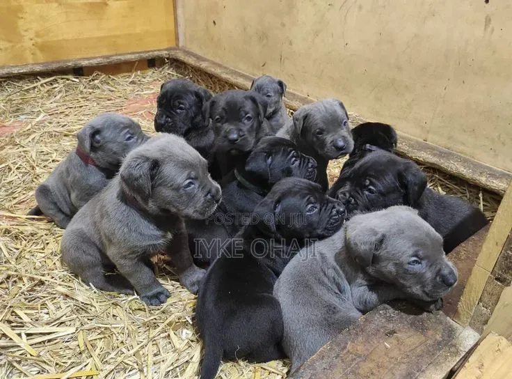 1-3 months Male Purebred Cane Corso