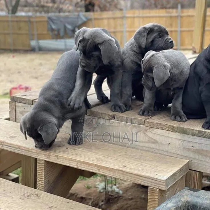 1-3 months Male Purebred Cane Corso