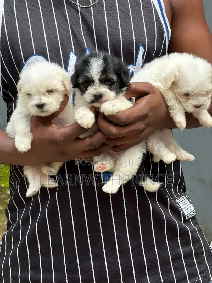 1-3 months Female Purebred Lhasa Apso