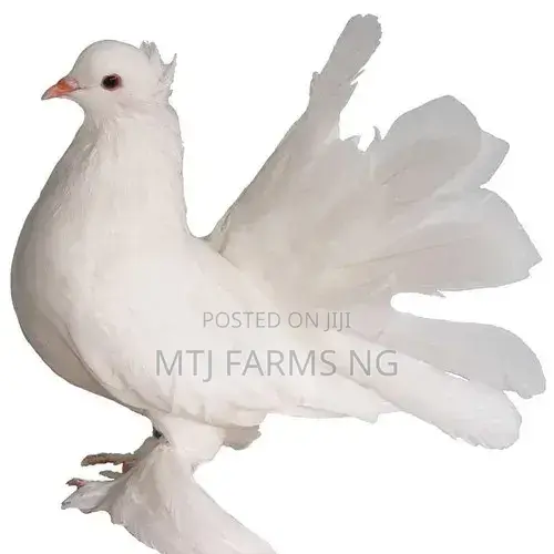 Fantail Pigeons Are Available