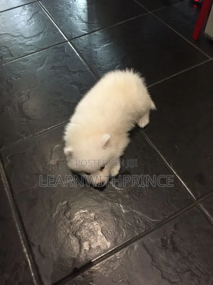 1-3 months Female Purebred American Eskimo