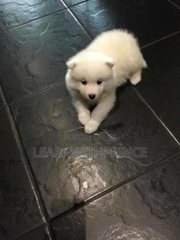 1-3 months Female Purebred American Eskimo