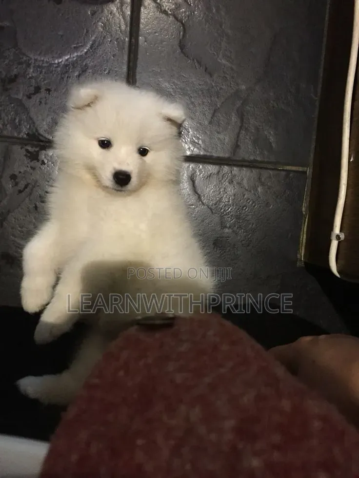1-3 months Female Purebred American Eskimo