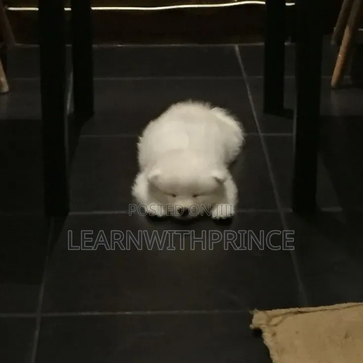 1-3 months Female Purebred American Eskimo