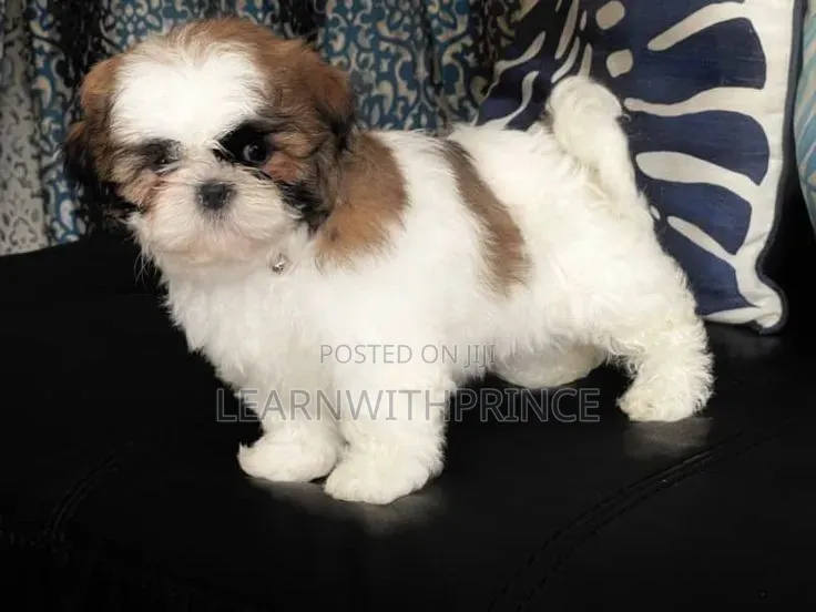 1-3 months Male Purebred Lhasa Apso