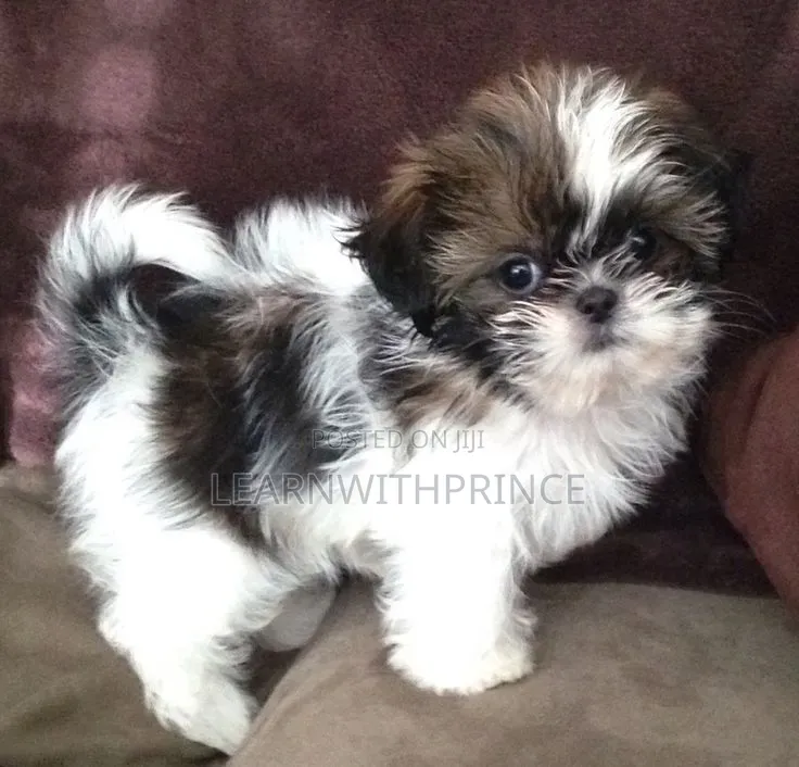 1-3 months Female Purebred Lhasa Apso