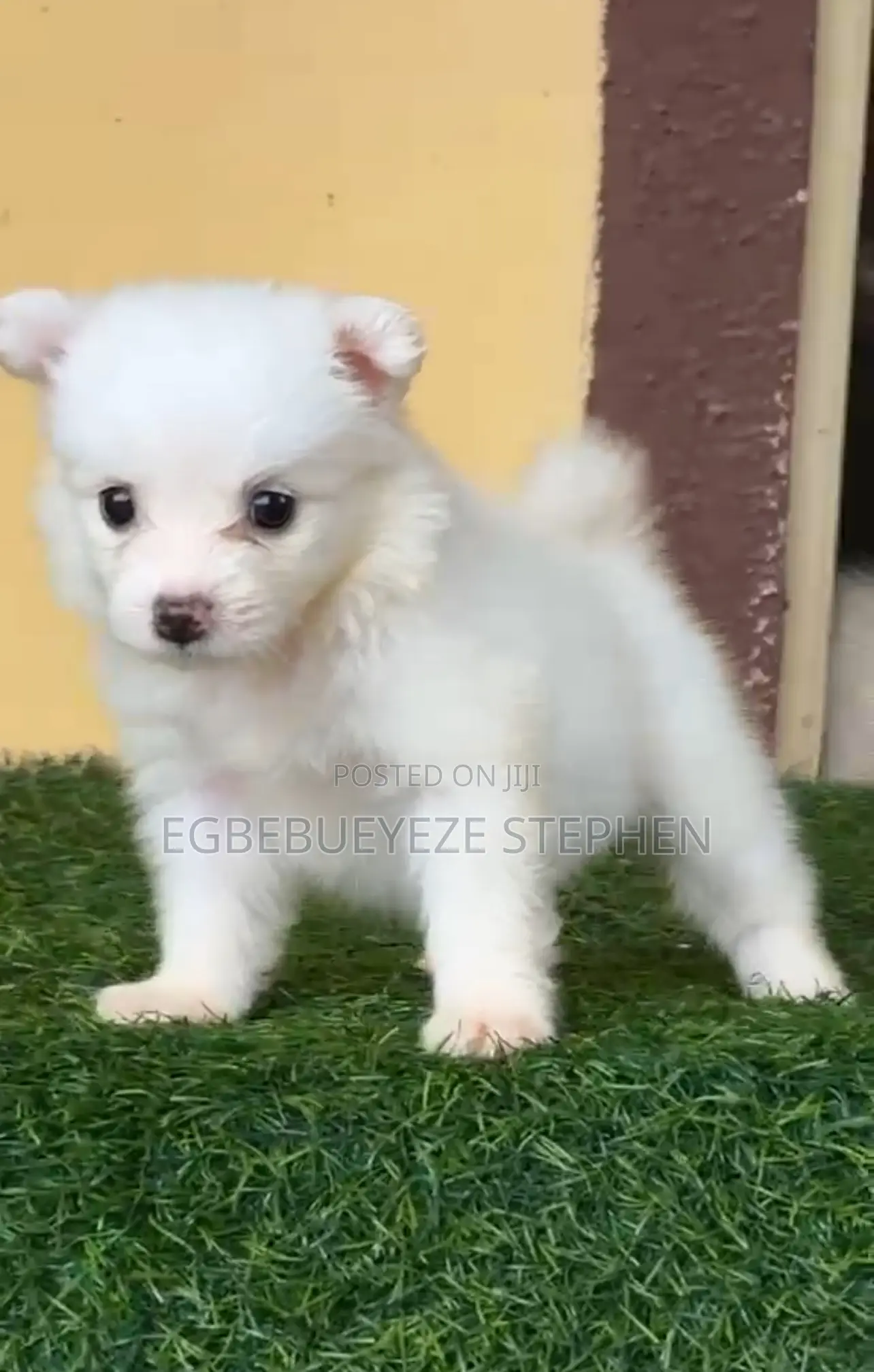 1-3 months Female Purebred American Eskimo