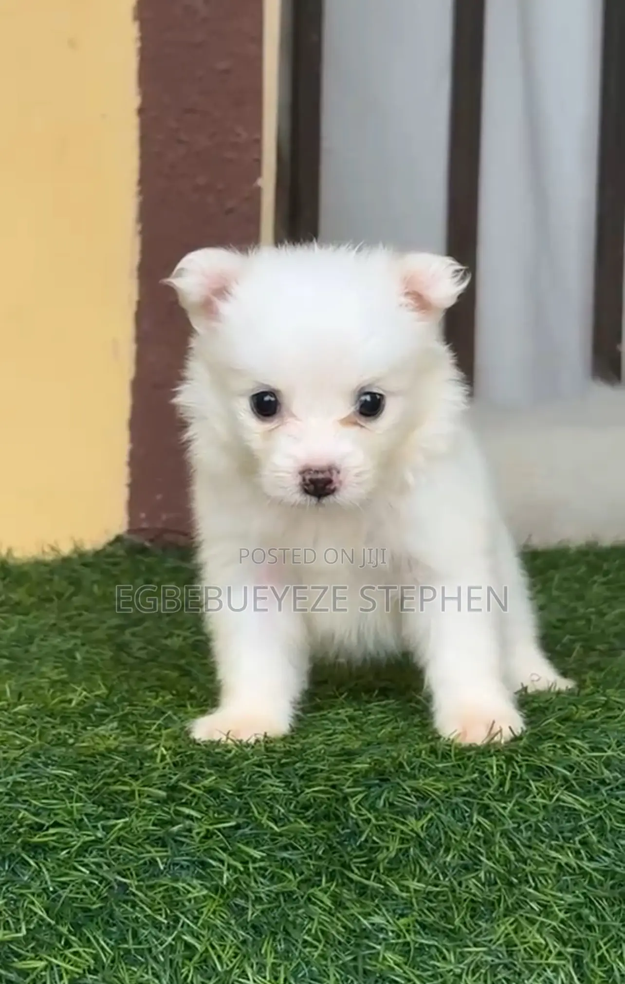 1-3 months Female Purebred American Eskimo