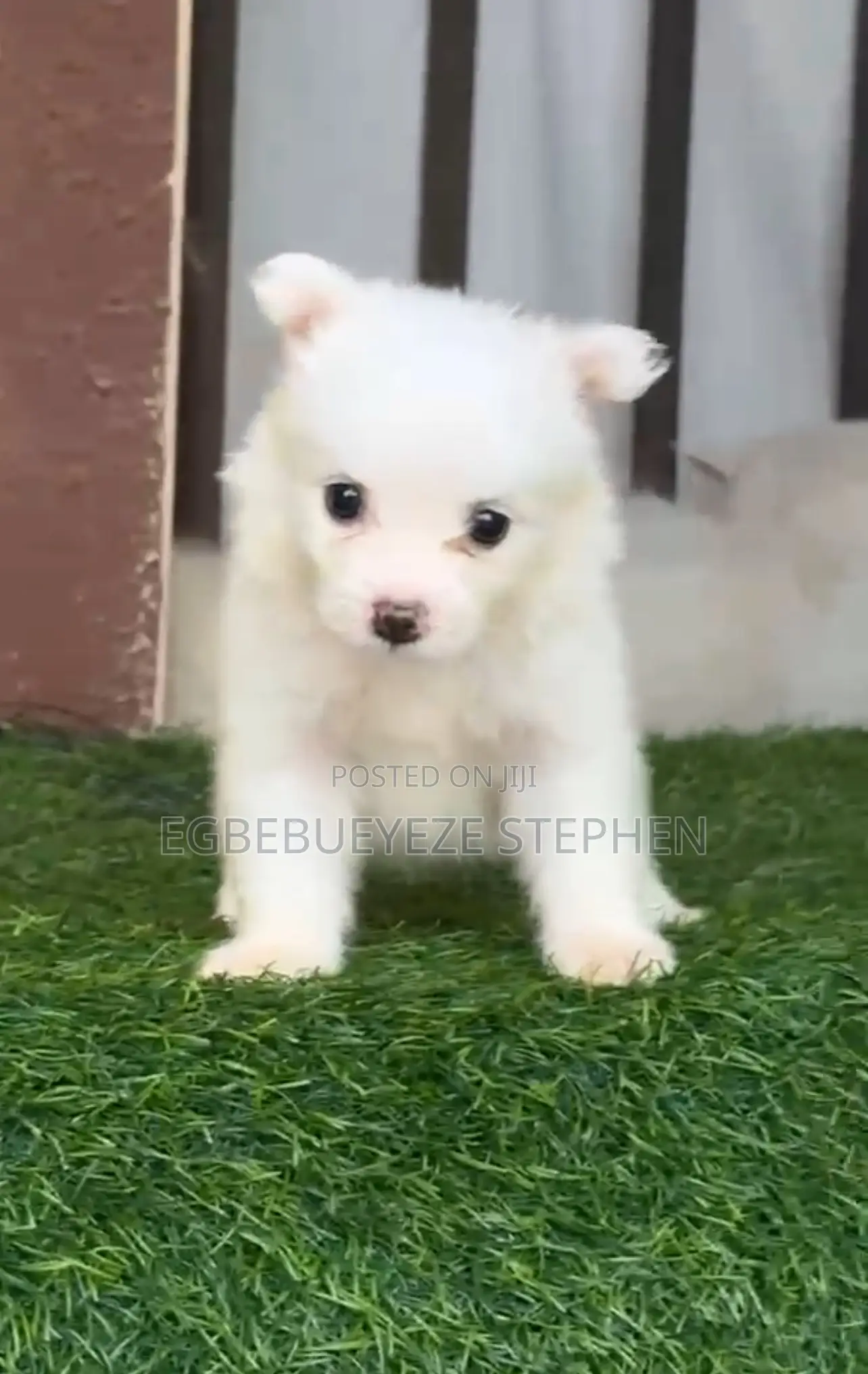 1-3 months Female Purebred American Eskimo