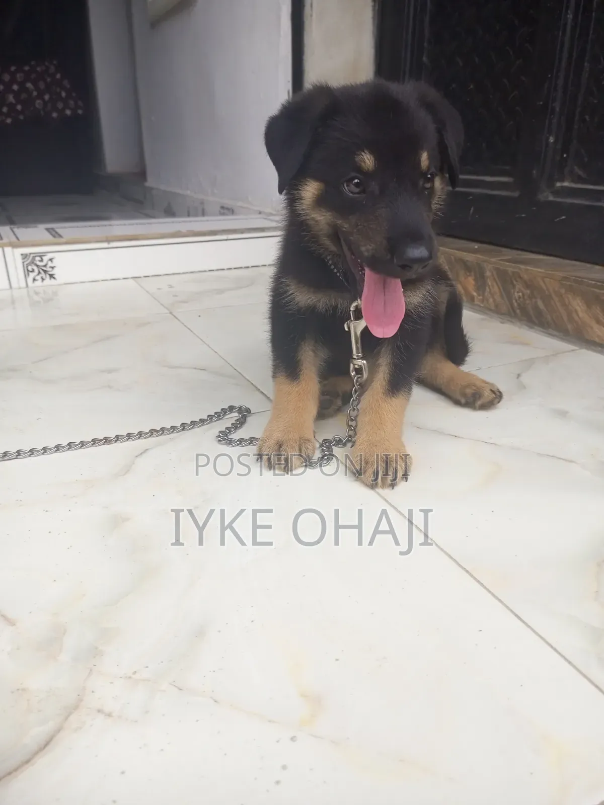 1-3 months Male Purebred German Shepherd