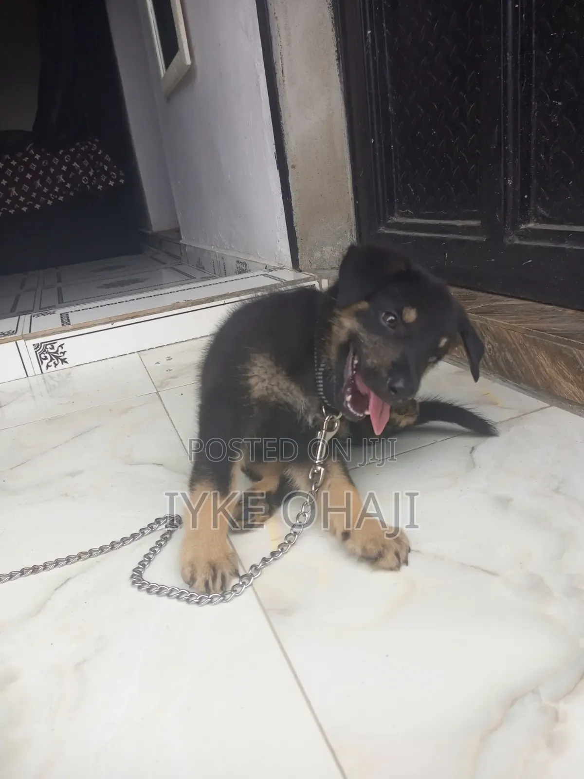 1-3 months Male Purebred German Shepherd
