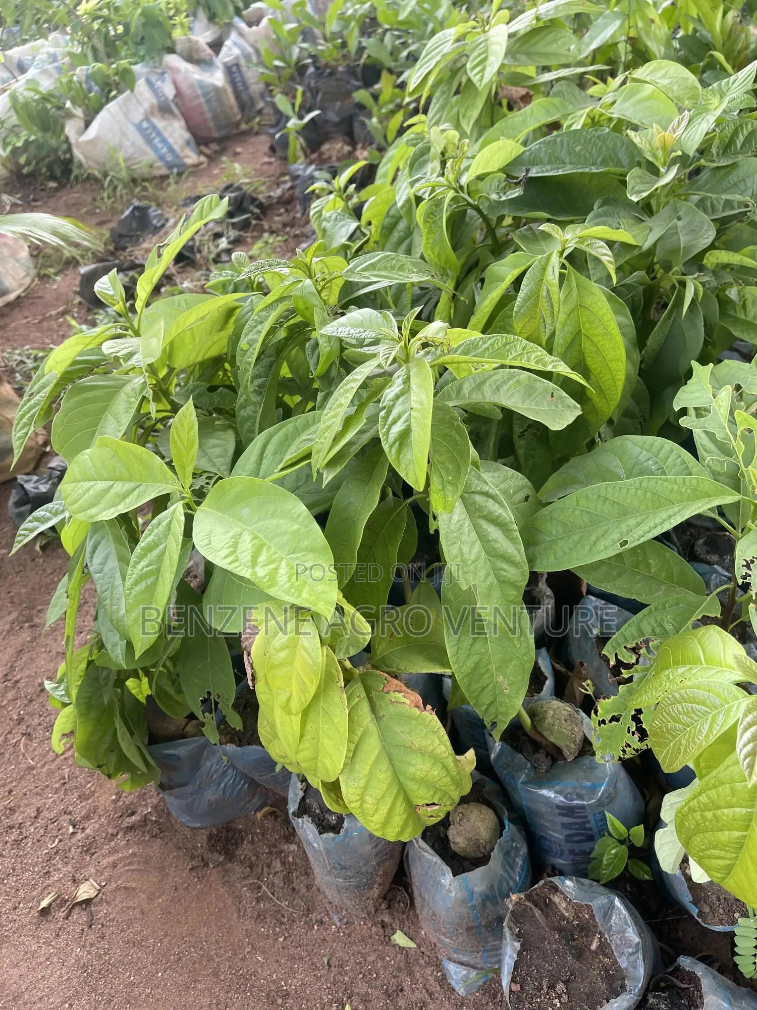 Avocado Pear Seedling