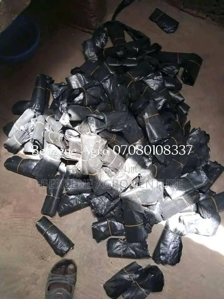 Polythene Bags for Palm Nursery