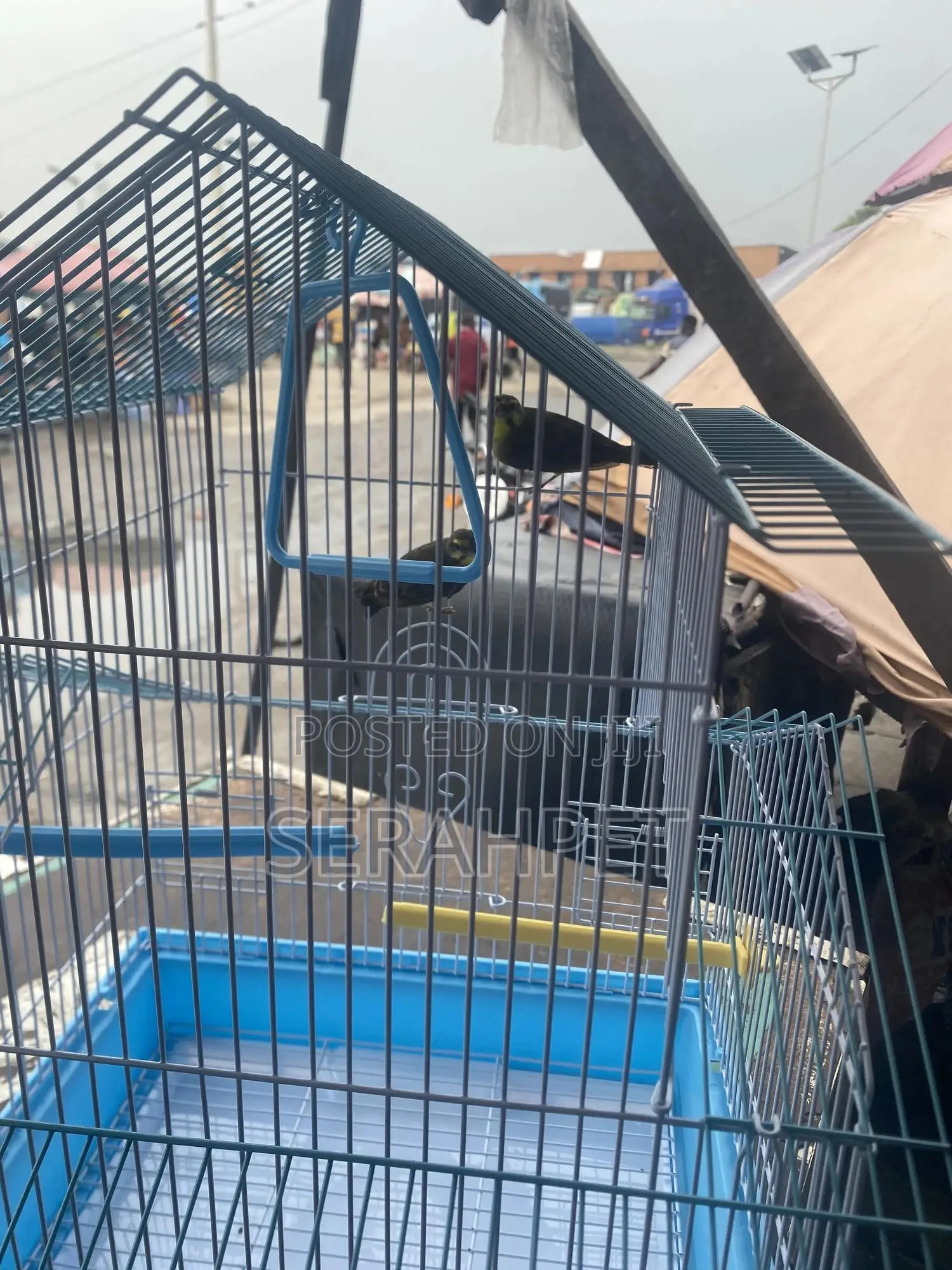 Love Birds Cage Available for Sale
