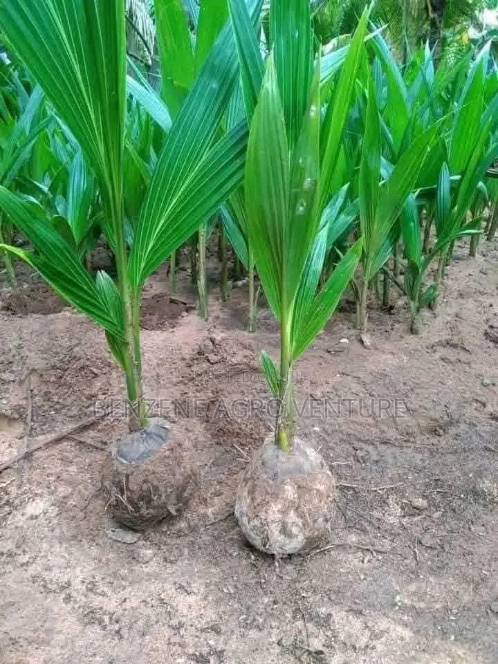 Hybrid Supergene Palm Seedling