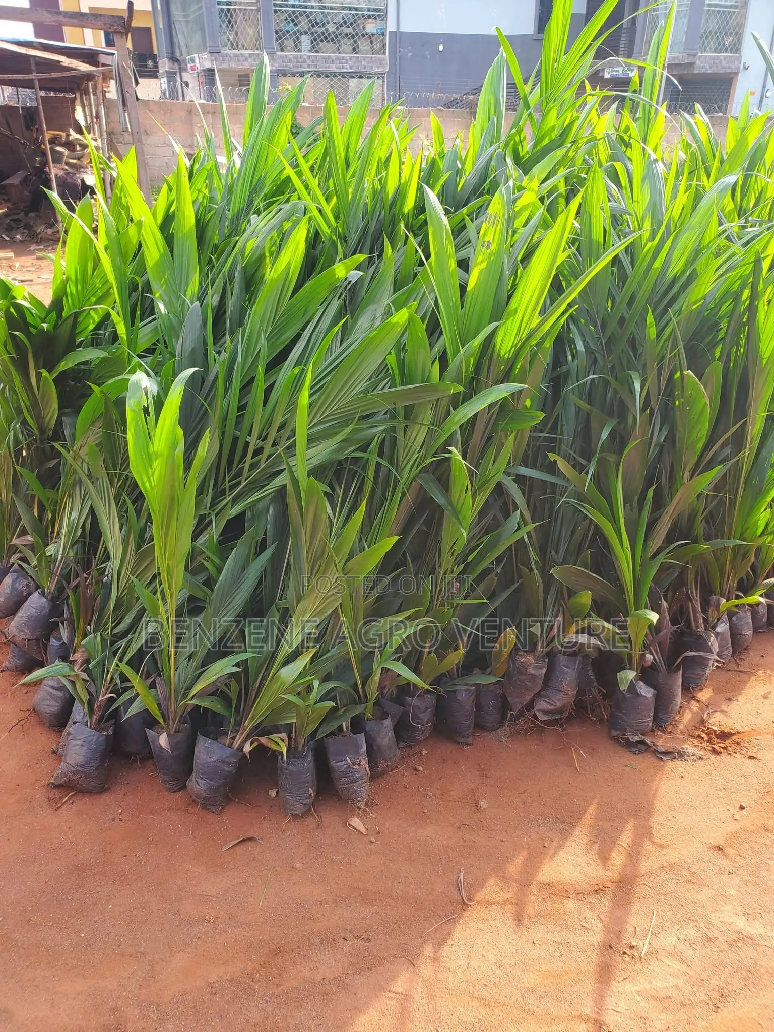Hybrid Supergene Palm Seedling