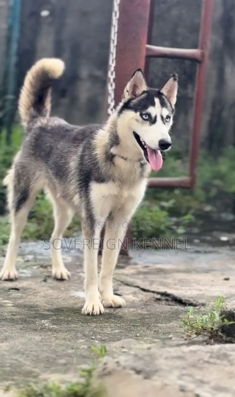 6-12 months Female Purebred Siberian Husky
