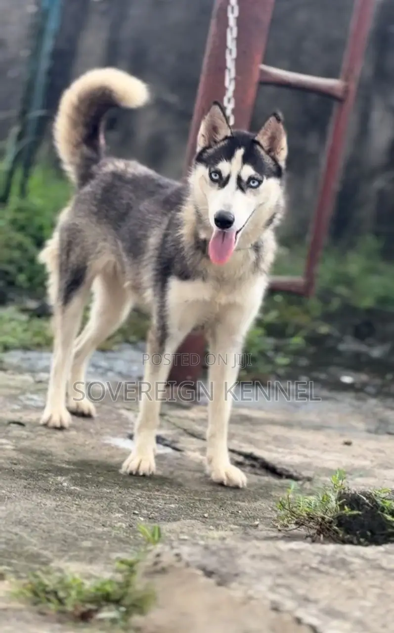 6-12 months Female Purebred Siberian Husky