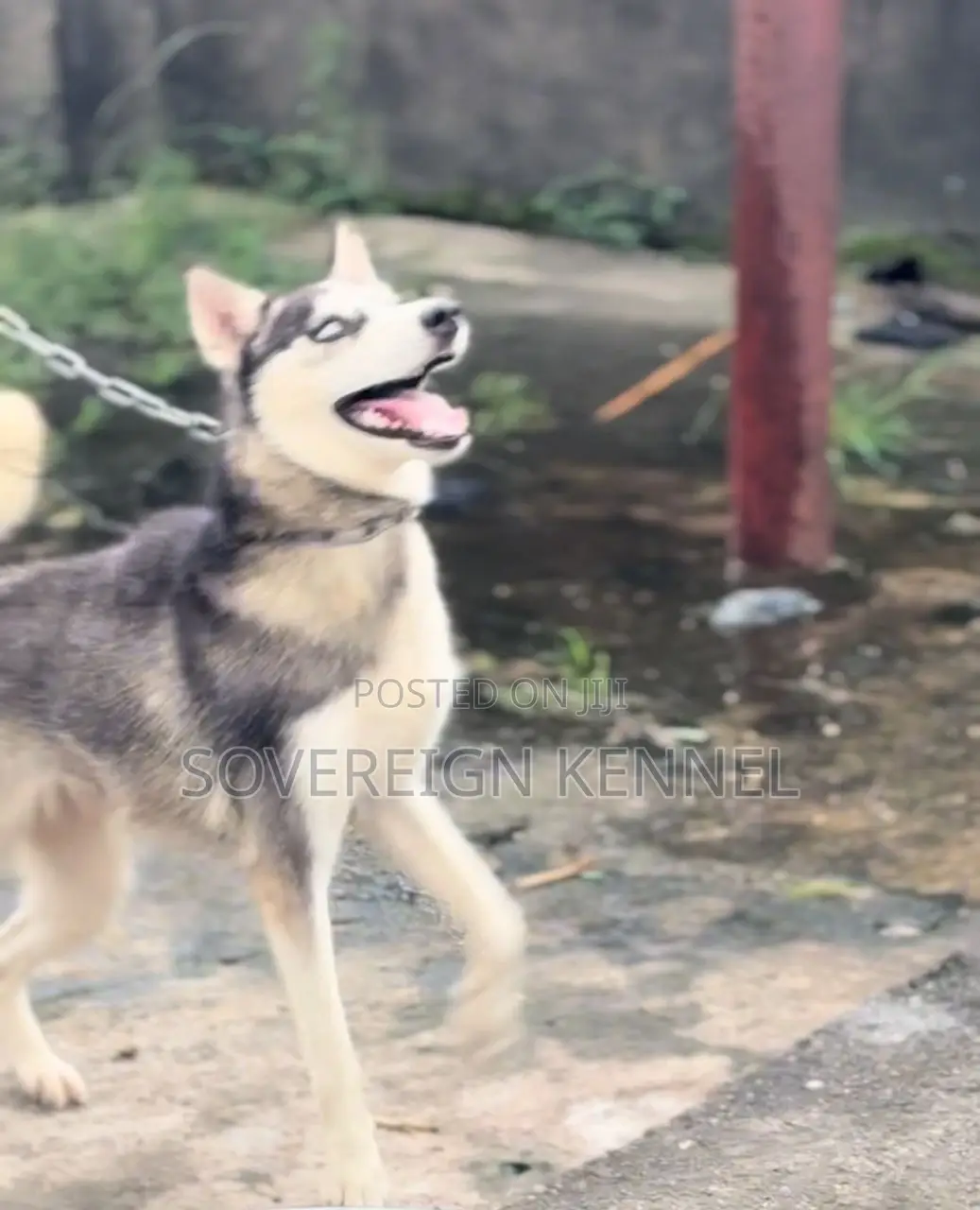 6-12 months Female Purebred Siberian Husky