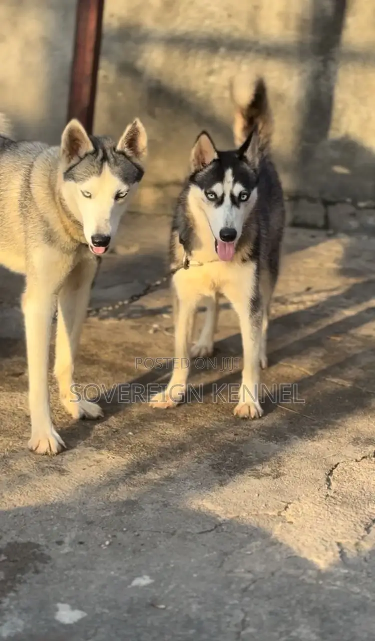 6-12 months Female Purebred Siberian Husky