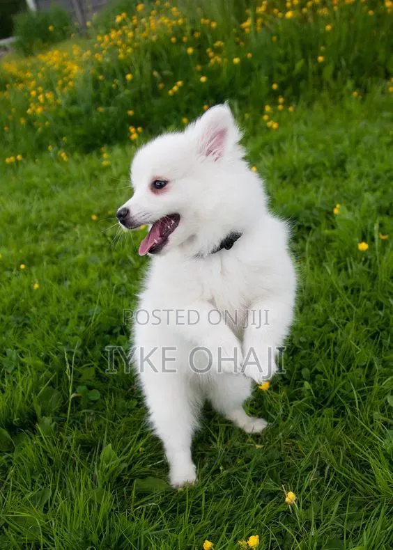 1-3 months Female Purebred American Eskimo
