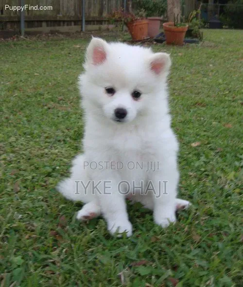 1-3 months Female Purebred American Eskimo