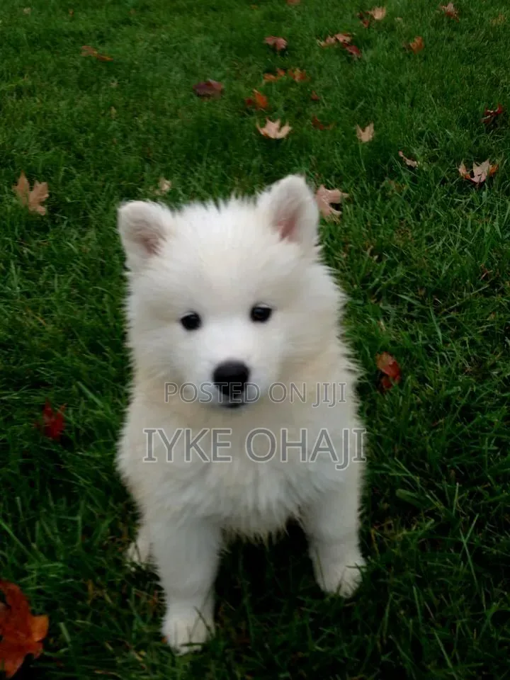 1-3 months Female Purebred American Eskimo