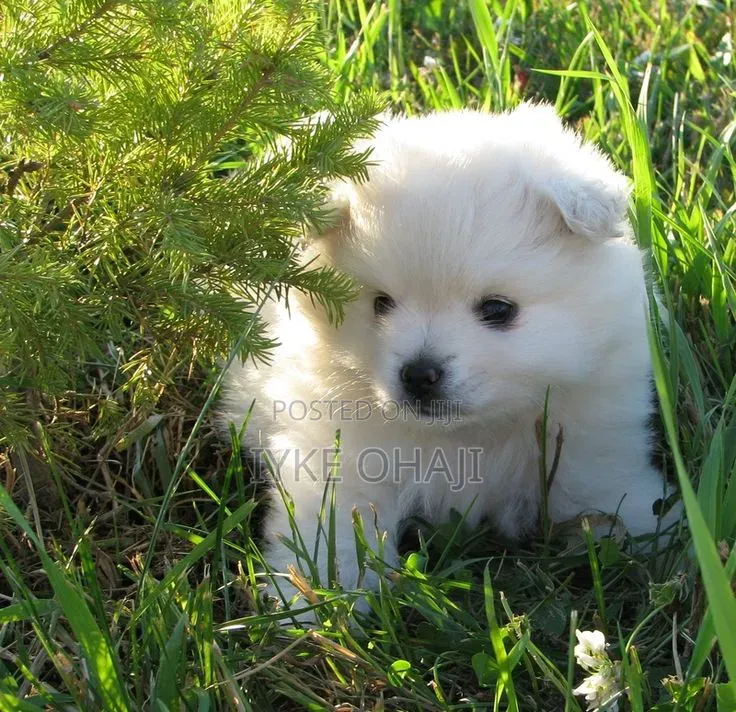 1-3 months Female Purebred American Eskimo