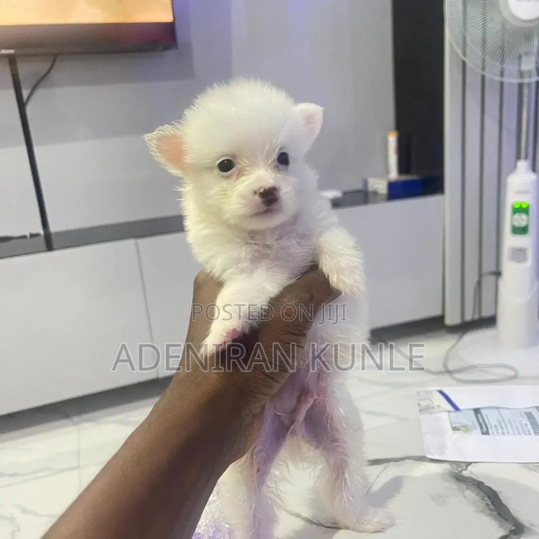 1-3 months Male Purebred American Eskimo