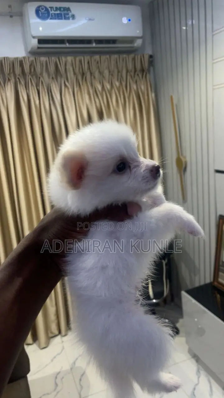 1-3 months Male Purebred American Eskimo