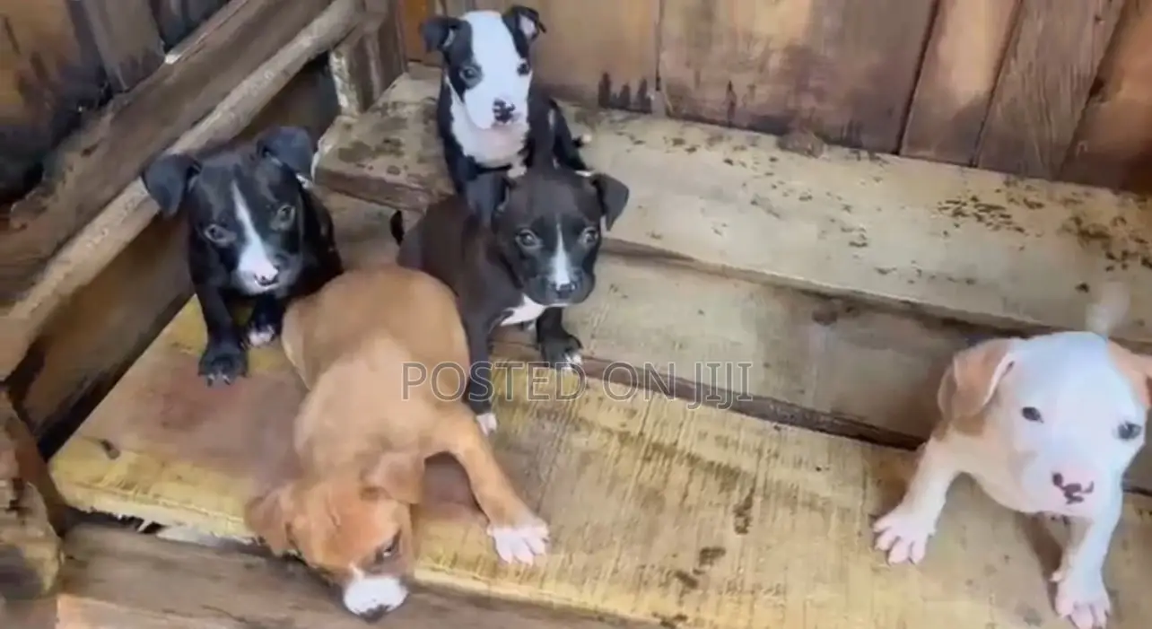 1-3 months Male Purebred American Pit Bull Terrier