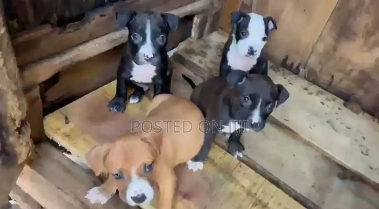1-3 months Male Purebred American Pit Bull Terrier