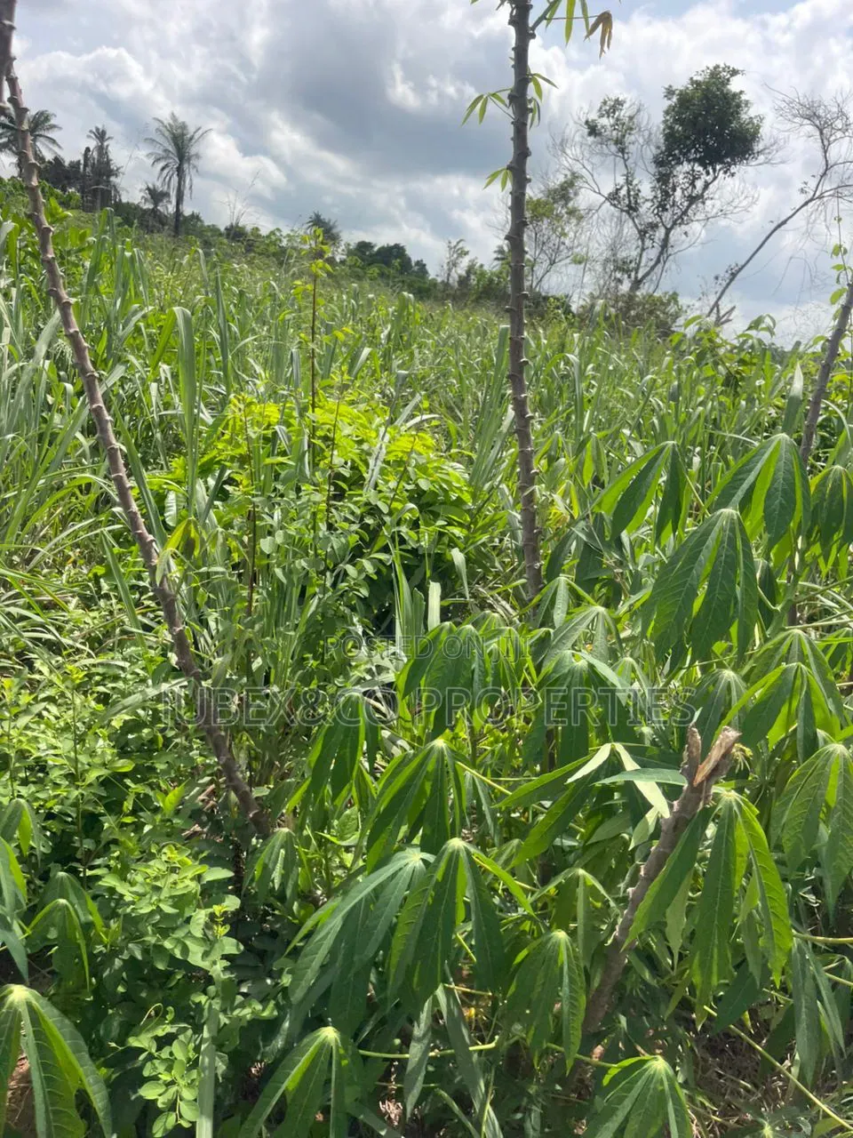 A Plot for Sale at Papa After Ifo