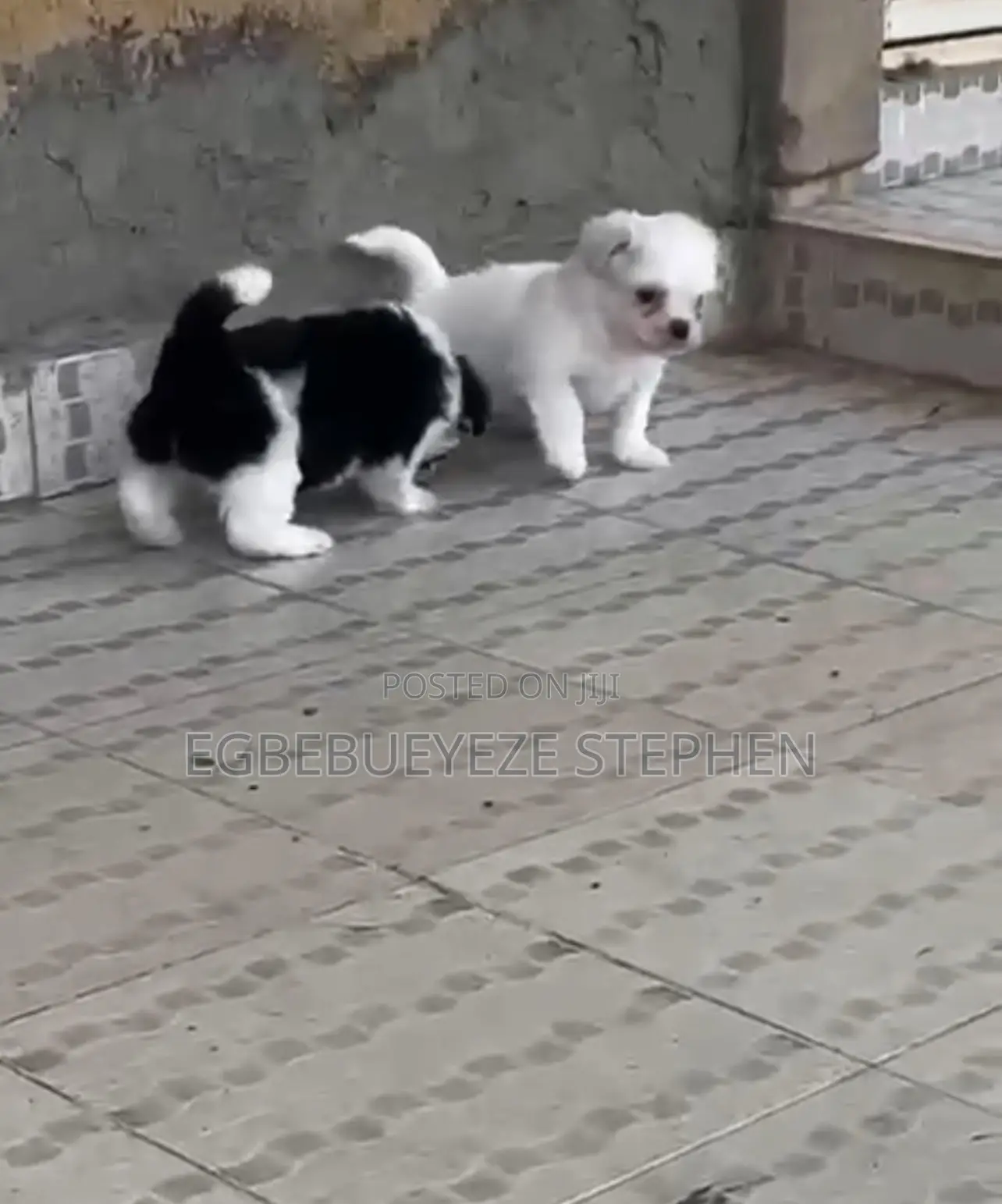 1-3 months Female Purebred Lhasa Apso
