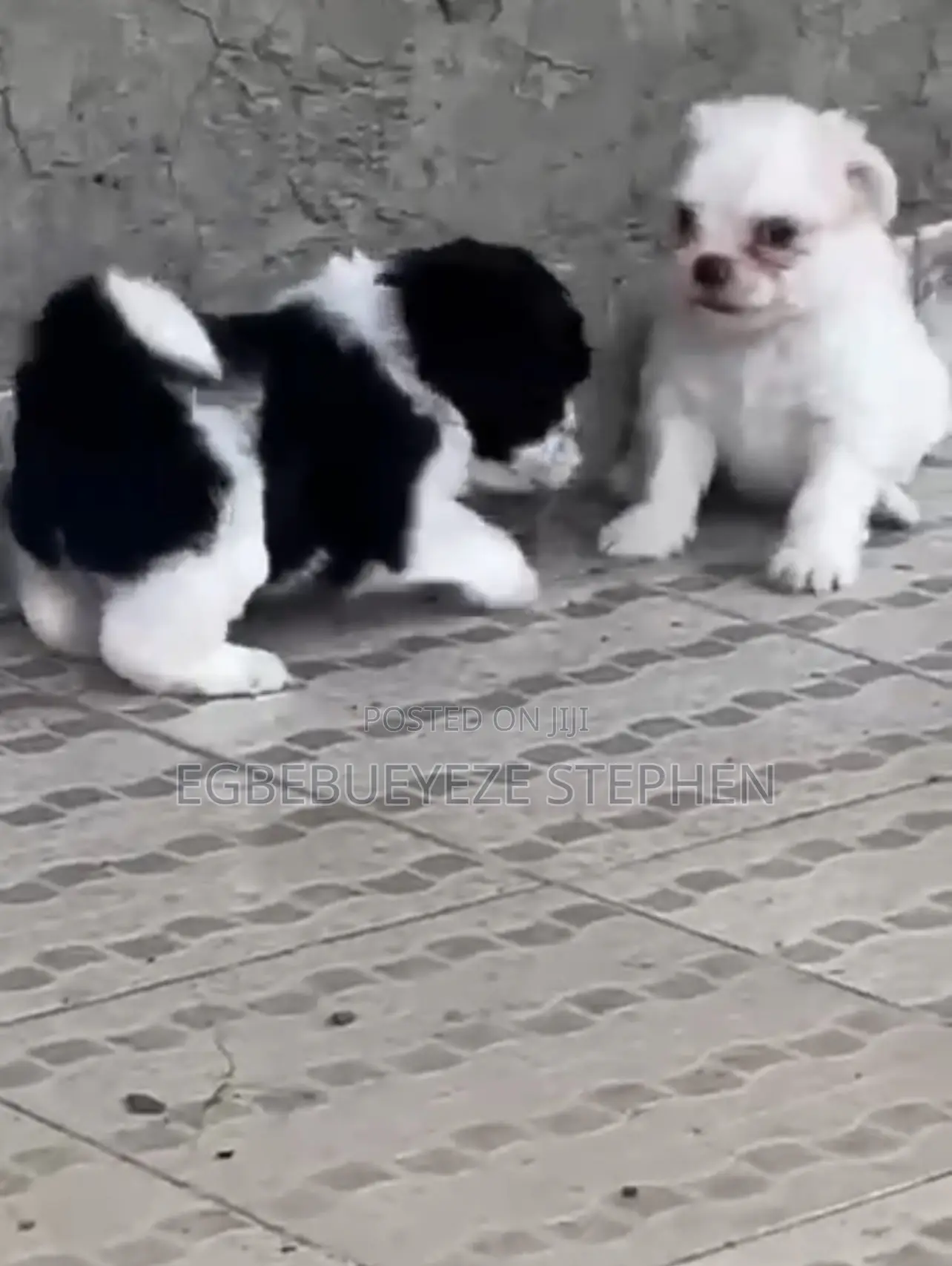 1-3 months Female Purebred Lhasa Apso