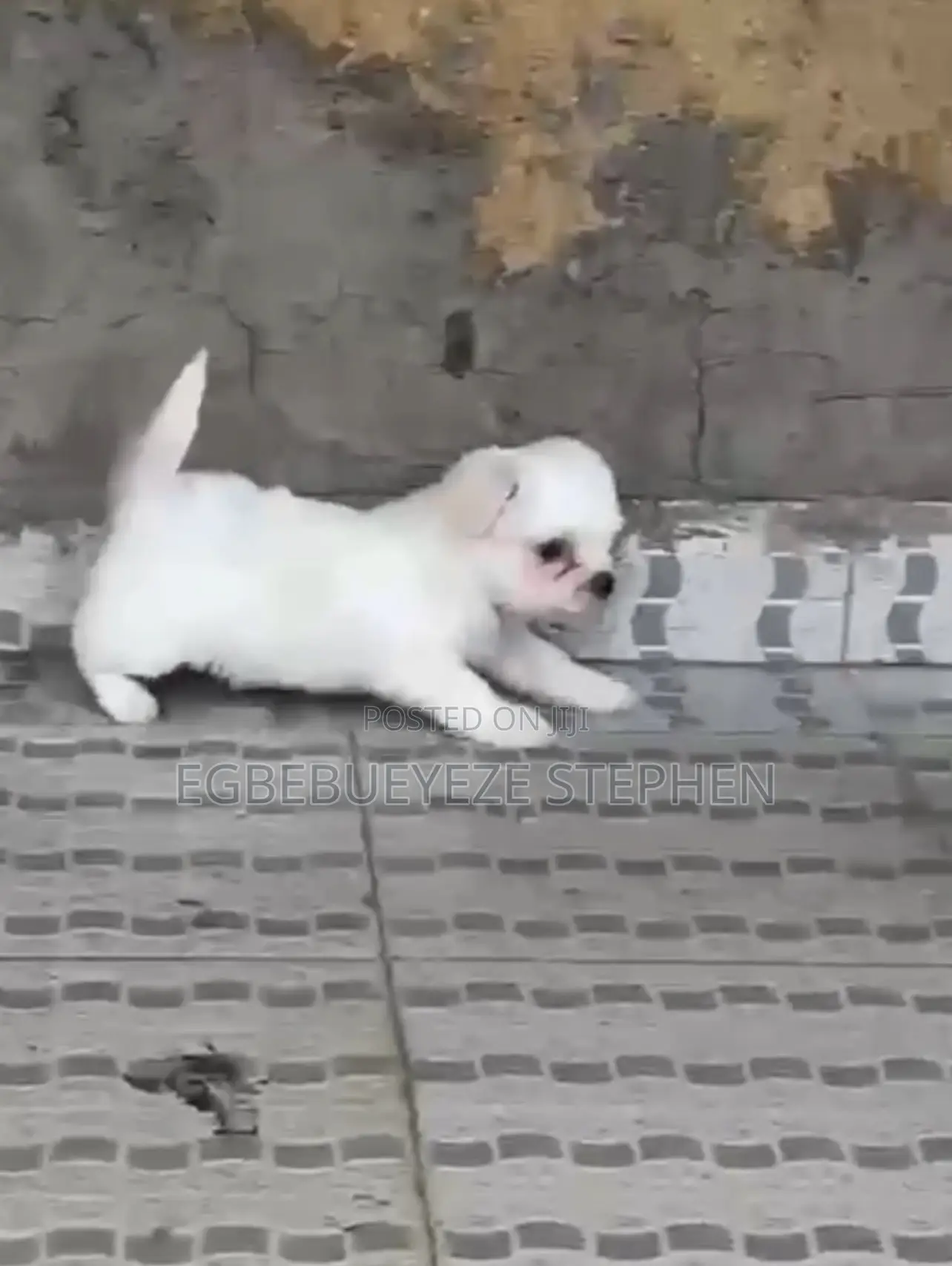 1-3 months Female Purebred Lhasa Apso