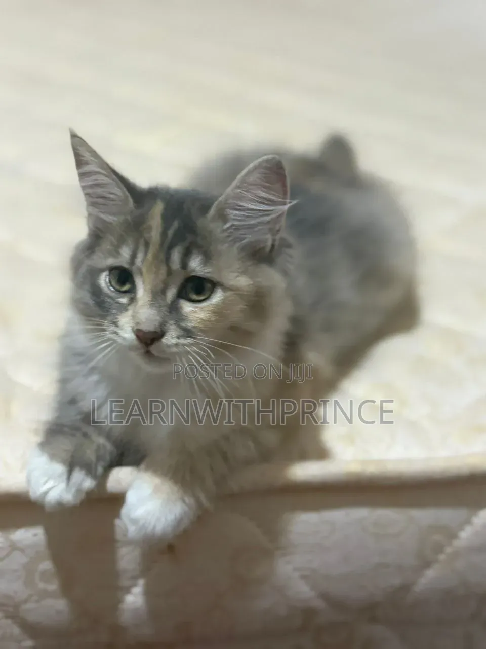 1-3 months Female Purebred Turkish Angora