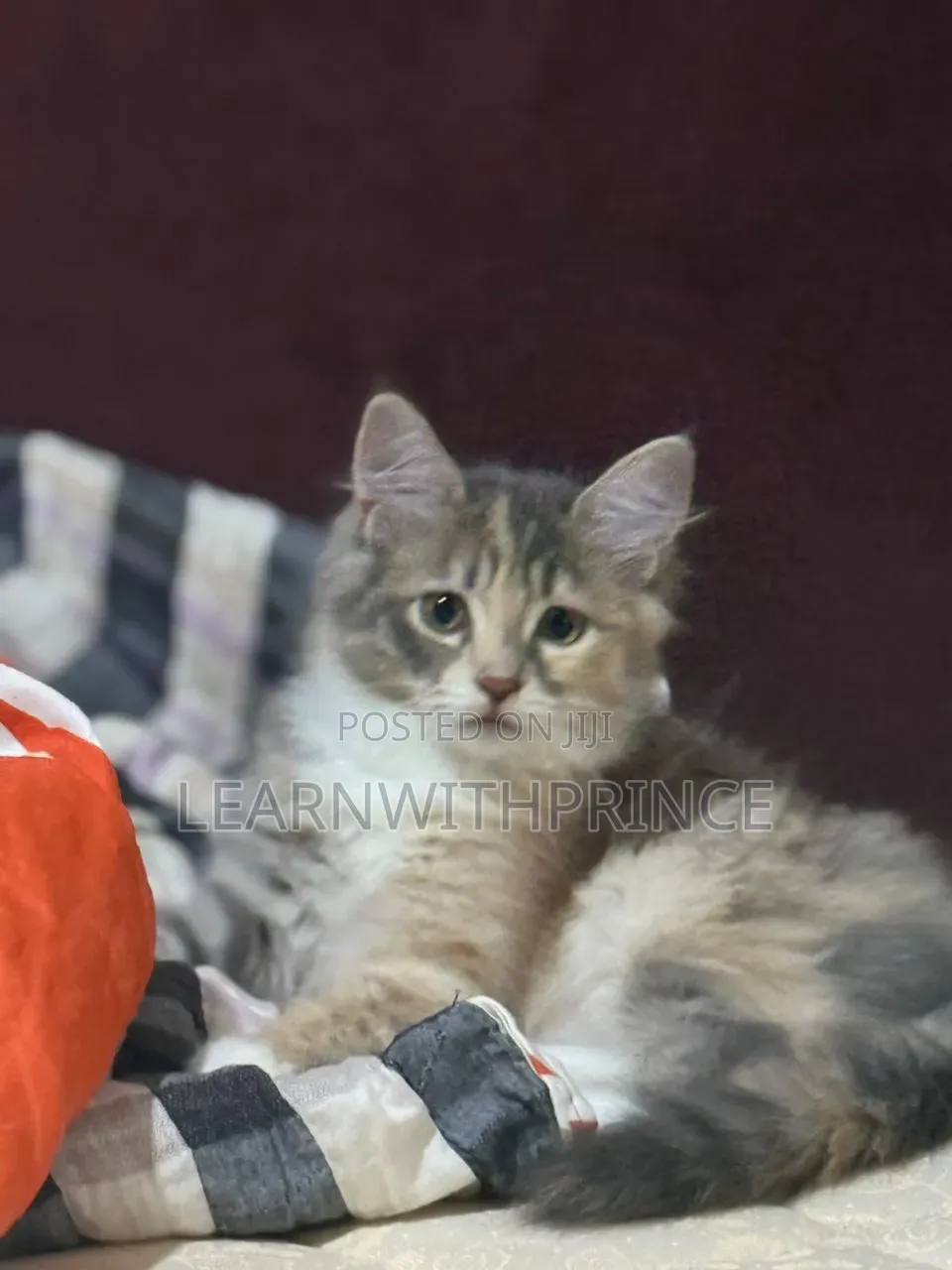1-3 months Female Purebred Turkish Angora