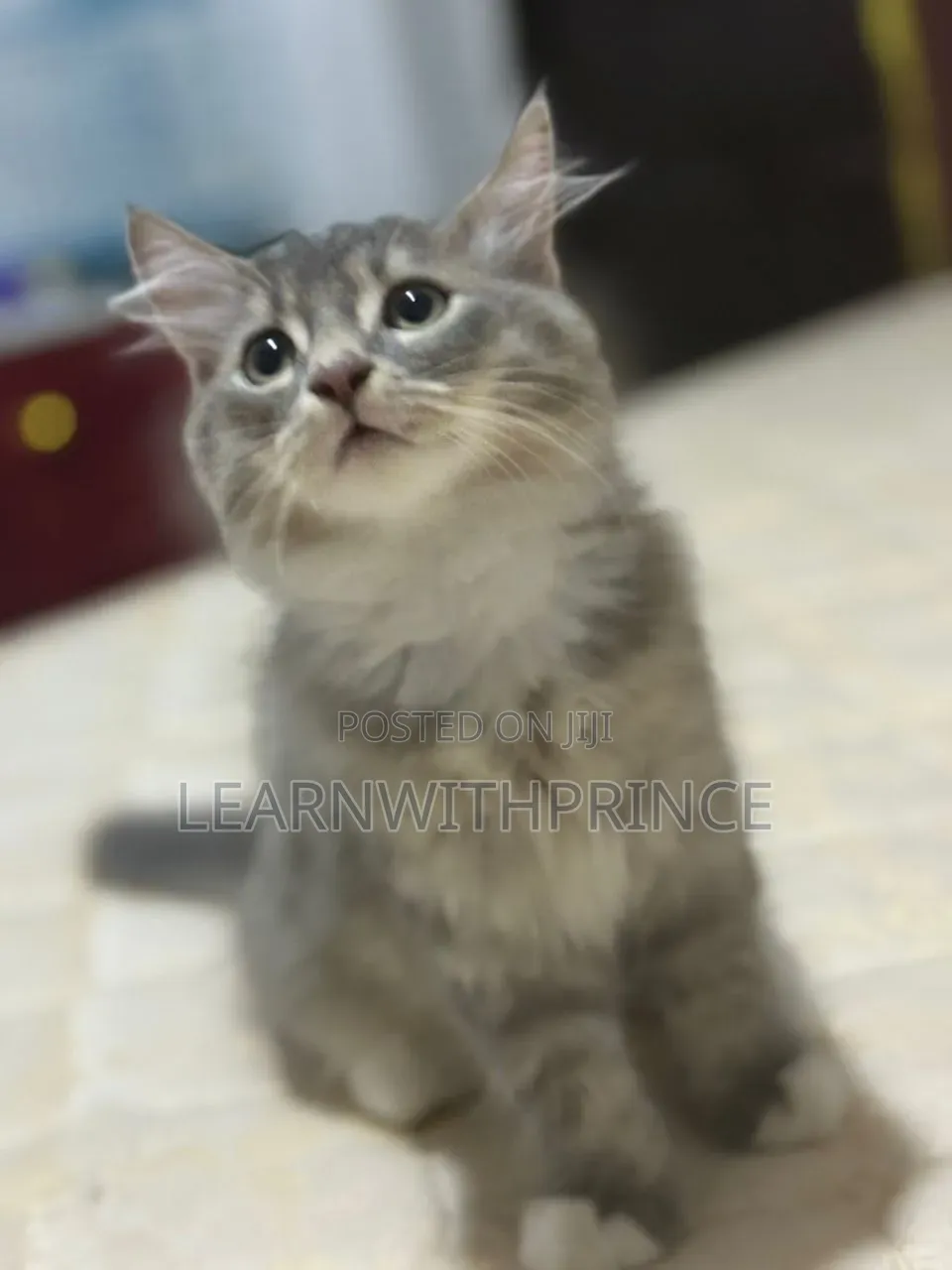 1-3 months Male Purebred Turkish Angora