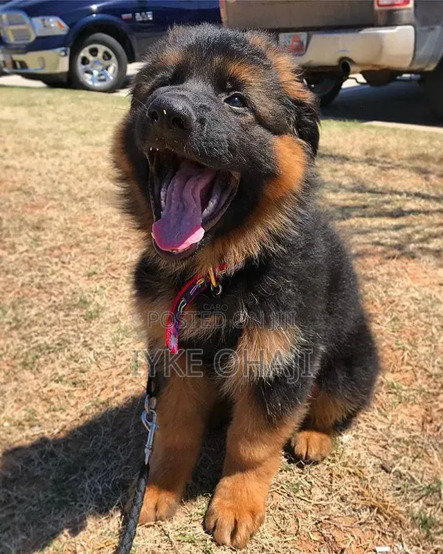 1-3 months Male Purebred German Shepherd