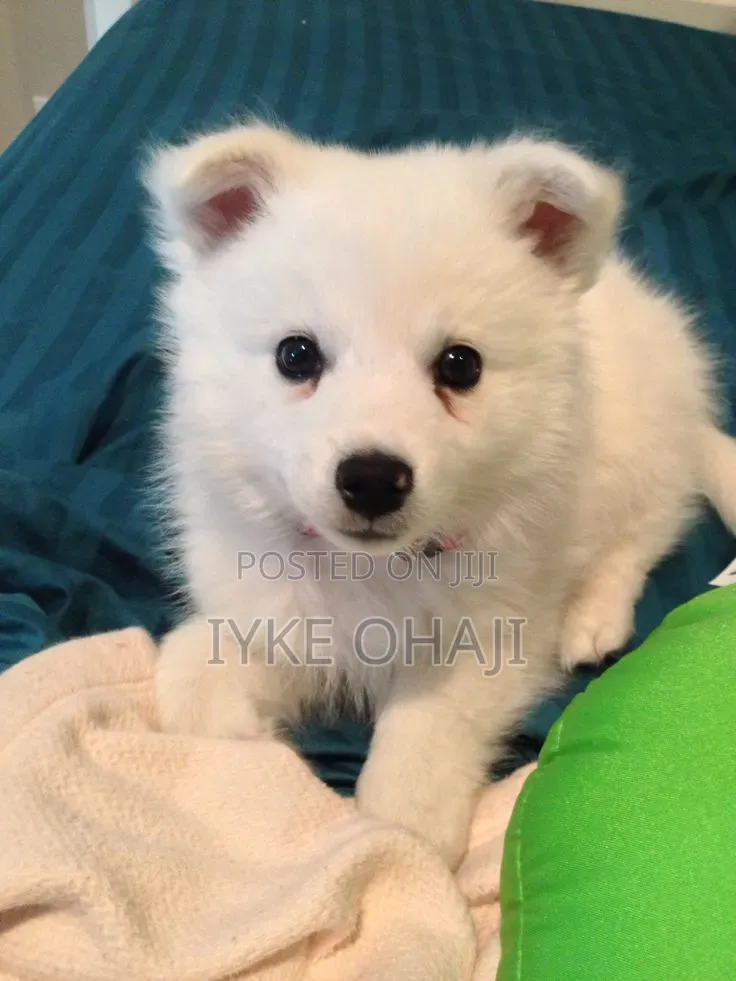 1-3 months Female Purebred American Eskimo