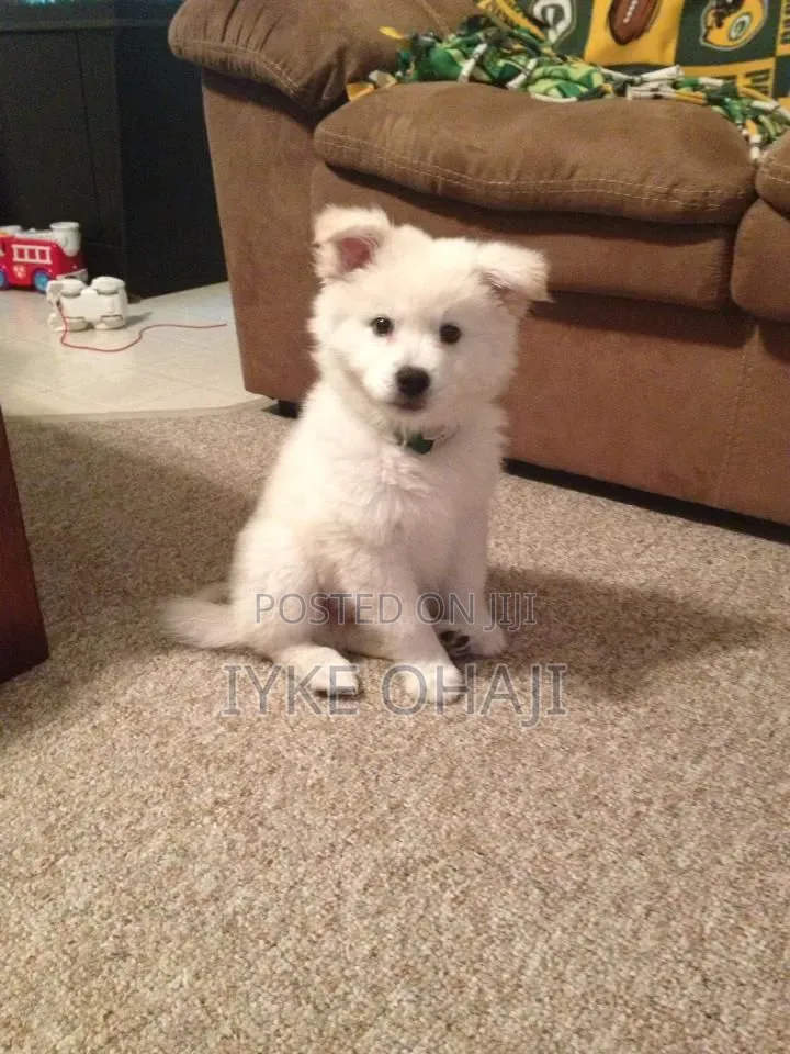 1-3 months Female Purebred American Eskimo