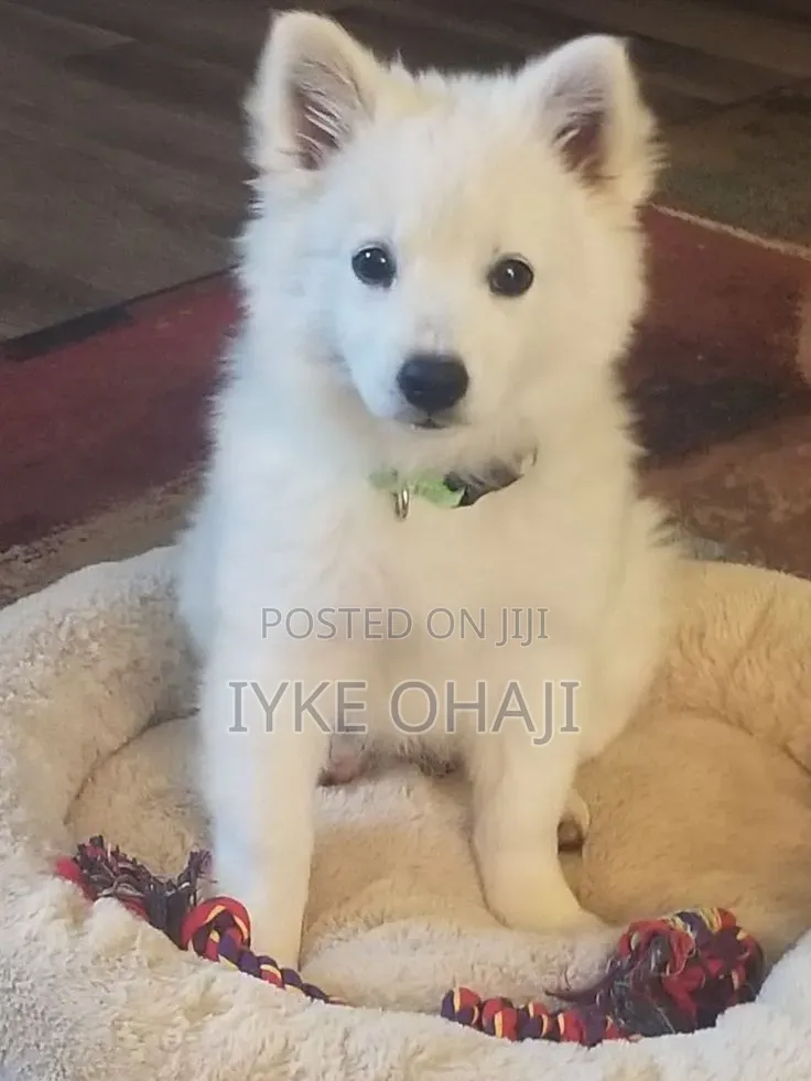 1-3 months Female Purebred American Eskimo