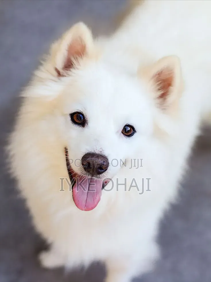 1-3 months Female Purebred American Eskimo
