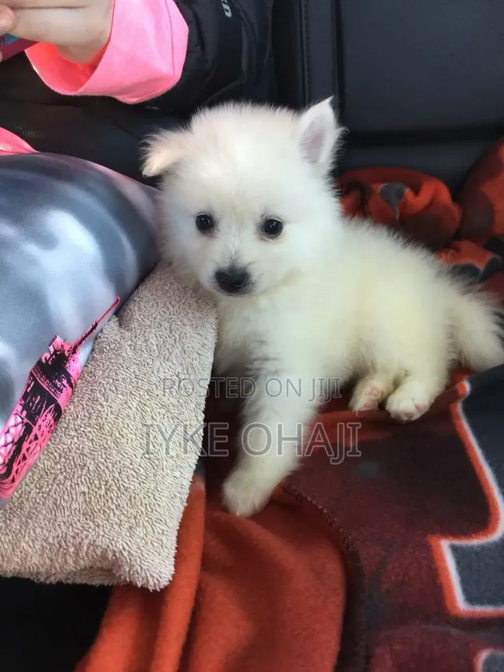 1-3 months Male Purebred American Eskimo