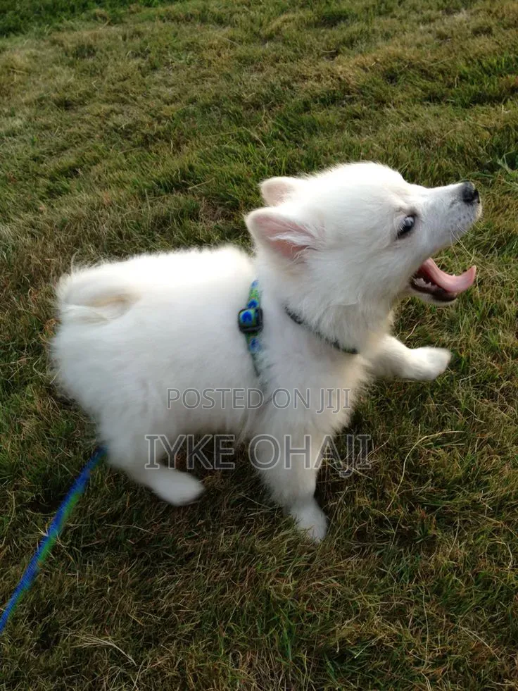 1-3 months Male Purebred American Eskimo
