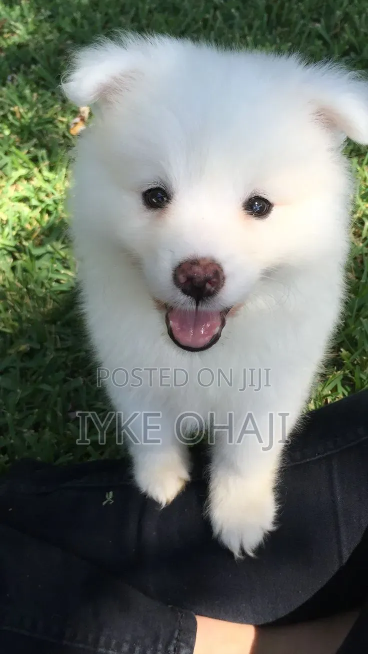 1-3 months Male Purebred American Eskimo
